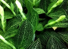 3667_1 (1)6